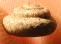anomala xerotricha conspurcata?